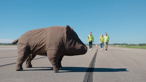 Sicherheits-Test: Schwein trifft Mensch. Es wird gestestet, wie Wildunfälle verhindert werden können, damit weniger Tiere auf deutschen Straßen den Tod finden. 
