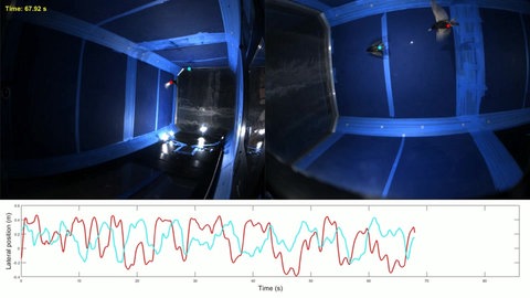 Im Windkanal wird das Flugverhalten von Vögeln getestet. Forschende messen, wie viel Energie die Vögel in unterschiedlichen Position beim Fliegen verbrauchen.