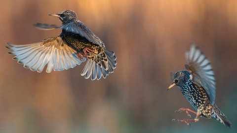 Ein Handy auf dem Rücken eines Stares, um den Verbrauch an Energie zu messen? Das wäre nicht machbar. Deshalb trugen die Vögel beim Fliegen im Windkanal ganz kleine, leichte Sensoren.  Zwei Stare im Flug