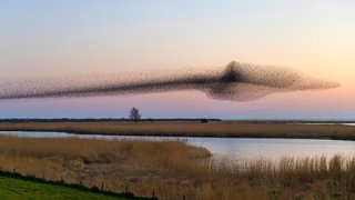 Wie Vögel beim Fliegen Energie sparen: Ein Forschungsteam hat gemessen, wie viel Energie Vögel im Formationsflug an verschiedenen Positionen verbrauchen. Dafür haben sie Stare in einem Windkanal untersucht.