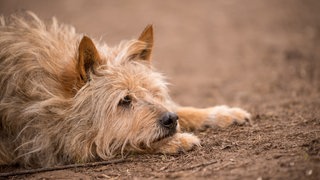 Hunde können menschlichen Schmerz fühlen und darauf reagieren. Diese Fähigkeit ist womoglich angeboren | Hund schaut traurig