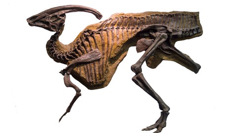 Skelett eines Parasaurolophus