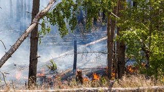 Das Bild zeigt einen Waldbrand in Jüterbog.