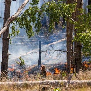 Das Bild zeigt einen Waldbrand in Jüterbog.