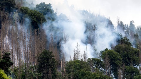 Das Bild zeigt einen Waldbrand in der Sächsischen Schweiz.