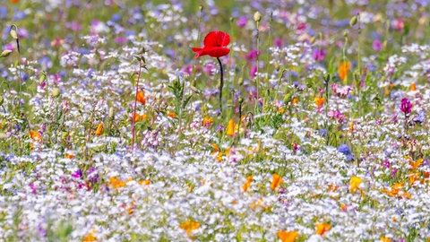 Eine Wiese mit einer großen Vielfalt an Blumen, für eine große Artenvielfalt an Bienen und Wildbienen.