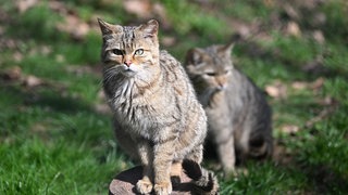 Zwei Wildkatzen im Wald. Die Vermischung der Art mit Hauskatzen kann schwerwiegende Folgen haben.