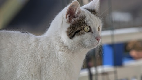 Eine normale Hauskatze. Diese Art kann man durch ihre Merkmale recht leicht von der Wildkatze unterscheiden.