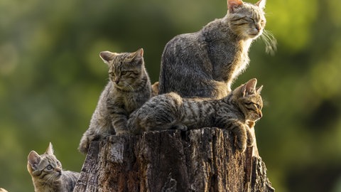 Wildkatze mit ihren Jungen im Wald. Wanderer verwechseln die Art häufig mit Hauskatzen und nehmen Jungtiere aus dem Wald mit.