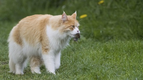 Eine Wildkatze mit Beute im Maul streift durch eine Wiese. Die Art hat sehr dichtes Fell, was sie von Hauskatzen unterscheidet.