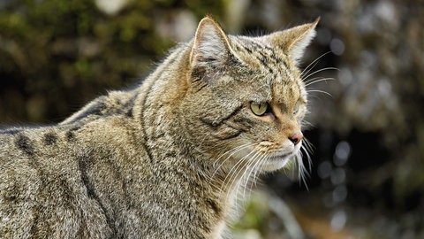 Wildkatze im Seitprofil. Die Unterschiede zur Art der Hauskatzen sind deutlich zu erkennen.