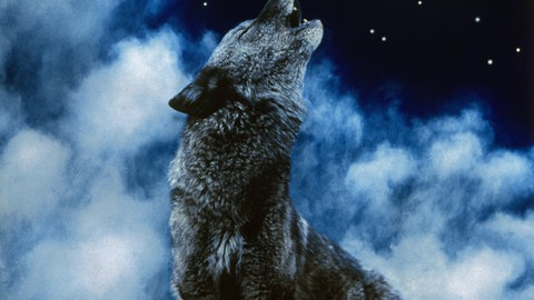 Dass Wölfe im Januar, zur Zeit des Wolfsmondes, mehr heulen als sonst, ist wissenschaftlich nicht belegt.