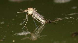 Dämmerung, hohe Luftfeuchtigkeit, 18 Grad und wärmer. Dann fühlen sich Stechmücken richtig wohl und gehen auf Jagd. Doch es gibt Hausmittel, die die Plagegeister von uns fernhalten.
