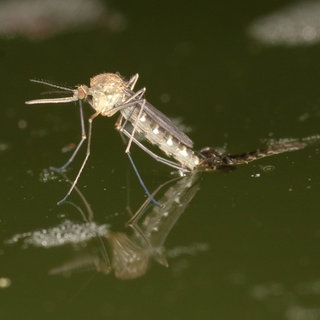 Dämmerung, hohe Luftfeuchtigkeit, 18 Grad und wärmer. Dann fühlen sich Stechmücken richtig wohl und gehen auf Jagd. Doch es gibt Hausmittel, die die Plagegeister von uns fernhalten.