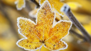 Feld-Ahorn (Acer campestre), herbstliches Blatt mit Raureif