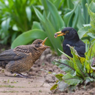 Amseln (Turdus merula), Männchen und Jungvogel: Es wird inzwischen bei immer mehr Tierarten nachgewiesen, dass sie sich regional unterschiedlich artikulieren. Schon lange ist es von Vögeln bekannt, vor allem den Singvögeln.