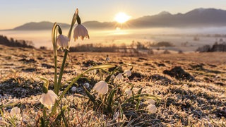 Märzenbecher (Leucojum vernum) im Frühling bei Sonnenaufgang: Der Frühlingspunkt ist der Ort auf der Erdumlaufbahn, an dem sich die Erde zum Frühlingsbeginn befindet.