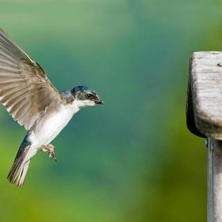 Sumpfschwalbe (Tachycineta bicolor) beim Anflug auf den Nistkasten: Es ist faszinierend, dass Schwalben einen Kontinent überqueren und zum selben Nest zurückkehren können. Die Sumpfschwalbe zum Beispiel brütet im Norden Nordamerikas und überwintert in Mexiko, Zentralamerika und in der Karibik.