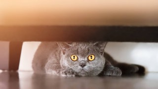 Katze unter Sofa: Lange bevor der Mensch etwas bemerkt, verziehen sich Katzen unters Sofa, wenn ein Gewitter im Anmarsch ist. Wie kann das sein? Haben sie einen "sechsten Sinn"?