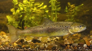 Bachforelle: Wenn Fische schlafen, suchen sie im Fluss ruhige Stellen auf – Unterstände, wo die Strömung nahezu null ist