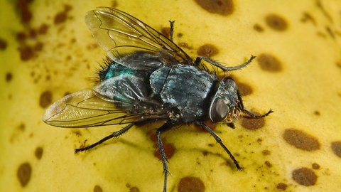 Blaue Flaschenfliege (Calliphora vicina,) auf einer Bananenschale: Bananenschalen verrotten extrem langsam – der Prozess kann fünf Jahre dauern
