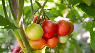 Tomatenpflanzen mit Früchten: Es ist ein weit verbreitetes Gerücht, dass Nachtschattengewächse wie Tomaten nur nachts wachsen. Es stimmt nur insofern, als grundsätzlich alle Pflanzen vor allem nachts wachsen, am stärksten in den frühen Morgenstunden.