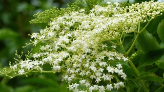 Weiße Blüten vom Schwarzen Holunder