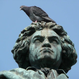 Eine Taube sitzt auf dem Kopf einer Beethoven-Statue. Wegen der Harnsäure ist Taubenkot nur schwer zu entfernen.