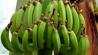Grüne Bananen wachsen an der Bananenpflanze: Warum ist die Banane krumm? Auf dem Fruchtstängel sitzt die Blüte und Pflanzenblüten drehen sich nach der Sonne. Somit lässt die Blüte auf dem Stängelchen den wachsenden Fruchtkörper sich krümmen und nach oben wachsen. Bananen reifen gekrümmt.