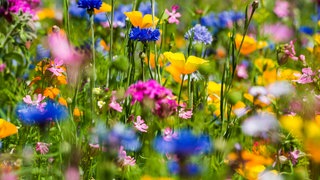 Bunte Blumenwiese: Die wichtigste Funktion der bunten Blätter ist, dass die Pflanzen mit diesen auffallenden Farben Insekten anlocken. Sie brauchen die Insekten zur Befruchtung.