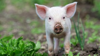 Ein Ferkel mit erdigem Rüssel steht in einem Beet: Die Symmetrie im Körperbau von Tieren ist vor allem eine äußerliche. Die inneren Organe – auch des Menschen – sind nicht symmetrisch angeordnet.