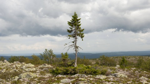 Old Tjikko, der älteste Baum der Welt. Die 9550 Jahre alte Fichte (Picea abies) steht im Fulufjällets Nationalpark in der Provinz Dalarna  Schweden.