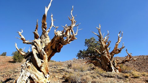 Grannenkiefer (Pinus aristata), ca. 5.000 Jahre alt. White Mountains  Kalifornien