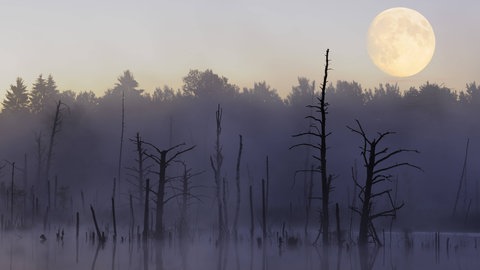Mond über dem Naturschutzgebiet Schwenninger Moos: Ohne den Mond hätten wir keine verlässlichen Jahreszeiten. Denn der Mond stabilisiert die Erdachse.