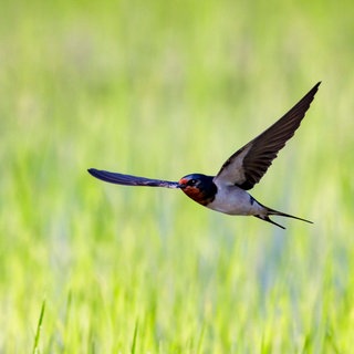 Rauchschwalbe: Schwalben sehen zwar nicht schärfer als Menschen, aber ihr Sehsystem hat eine starke zeitliche Auflösung: Der Mensch kann ungefähr 20 Bilder pro Sekunde verarbeiten, bei Vögeln ist es das Doppelte bis Dreifache. So können Schwalben auch im Flug kleine Mücken erfassen.