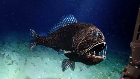 Fangzahn (Anoplogaster cornuta), ein Tiefseefisch, der weltweit in gemäßigten und tropischen Ozeanen in Tiefen von 2.000 bis 5.000 Metern vorkommt