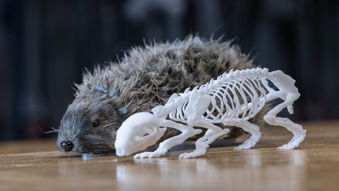 Die Igel-Dummys verfügen über ein internes Skelett aus dem 3D-Drucker und können auf Igelkörpertemperatur erwärmt werden.