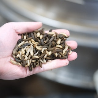 Lebende Larven der Schwarze Soldatenfliege