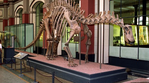 Dicraeosaurus hansemanni aus Tansania in der Sammlung des Berliner Naturkundemuseums