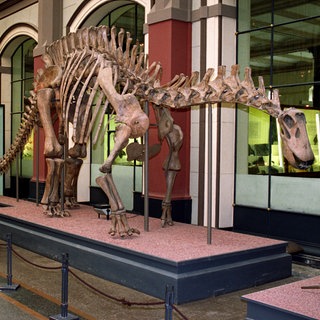 Dicraeosaurus hansemanni aus Tansania in der Sammlung des Berliner Naturkundemuseums