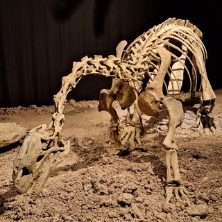 Plateosaurus-Skelett im Trossinger Heimatmuseum