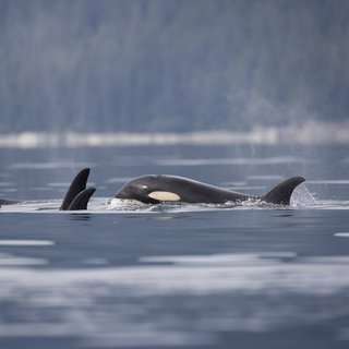 USA, Alaska, Juneau, Herde von Killerwalen (Orcinus orca) schwimmen an einem Sommermorgen in der Stephens Passage