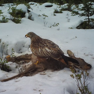 Rotmilan an ausgelegtem Rehkadaver. © Raffael Kratzer (Nationalpark Schwarzwald) 