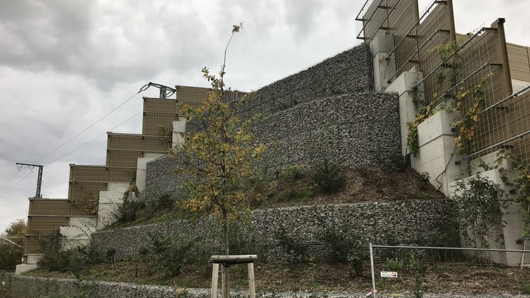 Die Brückenstufen verengen sich nach oben hin, sodass eine richtige Einflugschneise entsteht. Jede Stufe wird bald dicht bewachsen sein mit Sträuchern und Weinranken, als Rastplatz für die Fledermäuse. Der Nutzen ist noch nicht belegt, das Projekt ist, auch wegen der Kosten von rund 1,5 Millionen Euro, umstritten.