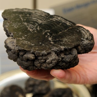 Aufgeschnittene Manganknolle 