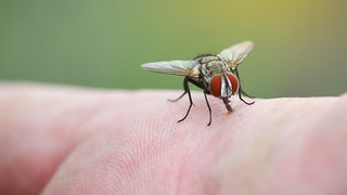 Stubenfliege auf der Haut eines Menschen: Für Fliegen auf der Suche nach Nahrung riechen Menschen sehr attraktiv. Die Fliegen gehen nach Körpergerüchen, auch nach Schweißgerüchen. Sie haben hochempfindliche Sinnesorgane.