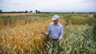 Friedrich Longin, Leiter der Weizenforschung der Universität Hohenheim, steht im Feldversuch zwischen zwei verschiedenen Emmer-Sorten. Der Versuch soll Auskunft geben, wie sich die unterschiedlichen Sorten, wie Einkorn, Emmer & Dinkel, im Anbau behaupten.