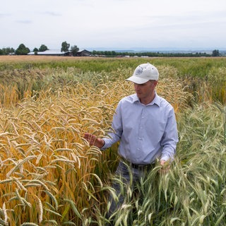 Friedrich Longin, Leiter der Weizenforschung der Universität Hohenheim, steht im Feldversuch zwischen zwei verschiedenen Emmer-Sorten. Der Versuch soll Auskunft geben, wie sich die unterschiedlichen Sorten, wie Einkorn, Emmer & Dinkel, im Anbau behaupten.