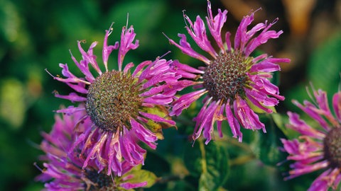  Blüten der Monarde oder auch Indianernessel genannt. Sorte "Monarda beebalm".