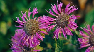  Blüten der Monarde oder auch Indianernessel genannt. Sorte "Monarda beebalm".